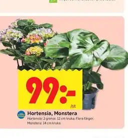ICA Kvantum Hortensia, Monstera erbjuda