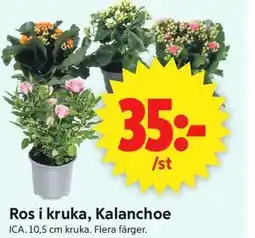 ICA Supermarket Ros i kruka, Kalanchoe erbjuda