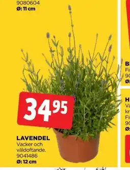 Jem&Fix LAVENDEL erbjuda