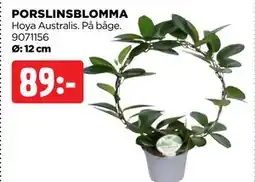 Jem&Fix PORSLINSBLOMMA erbjuda