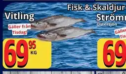 Supergrossen Vitling erbjuda
