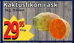 Supergrossen Kaktusfikon i ask erbjuda