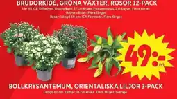 ICA Maxi Brudorkidé, gröna växter, rosor 12-pack erbjuda