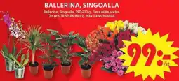 ICA Maxi Ballerina, Singoalla erbjuda