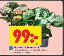 ICA Supermarket Hortensia, Monstera erbjuda
