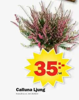 Pekås Calluna Ljung erbjuda