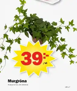 Pekås Murgröna erbjuda