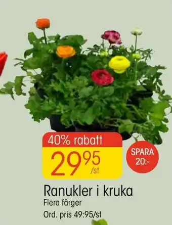 EKO Ranukler i kruka erbjuda