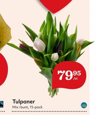 Hemköp Tulpaner erbjuda