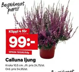 City Gross Calluna ljung erbjuda