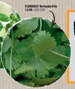 Hornbach FLORASELF Korianderfrön erbjuda