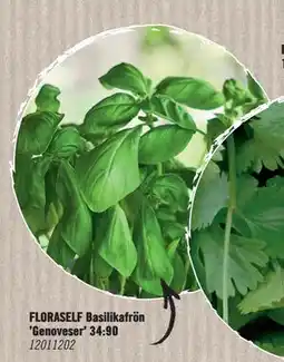Hornbach FLORASELF Basilikafrön 'Genoveser' erbjuda
