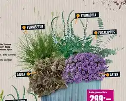 Hornbach HÖSTGNISTA erbjuda