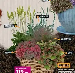 Hornbach HÖSTELD erbjuda