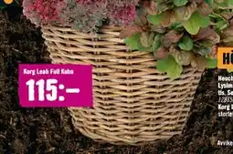 Hornbach Korg Leah Full Kubu erbjuda