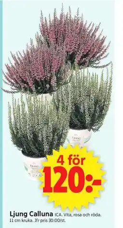 ICA Supermarket Ljung Calluna ICA erbjuda