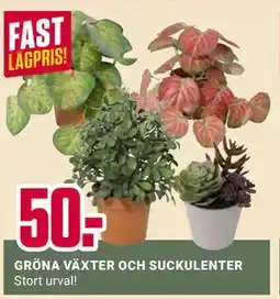 ÖoB GRÖNA VÄXTER OCH SUCKULENTER erbjuda