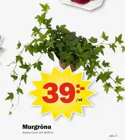 Pekås Murgröna erbjuda
