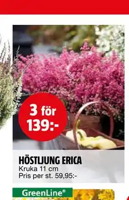 Bauhaus HÖSTLJUNG ERICA erbjuda