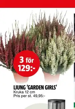 Bauhaus LJUNG 'GARDEN GIRLS' erbjuda