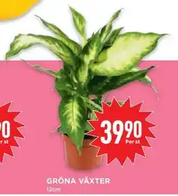 Willys Hemma GRÖNA VÄXTER erbjuda