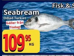 Supergrossen Seabream erbjuda