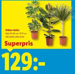 Lidl Gröna växter erbjuda