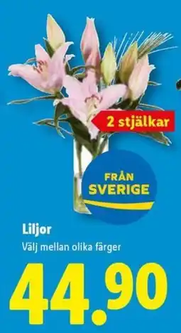Lidl Liljor erbjuda
