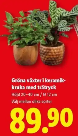 Lidl Gröna växter i keramik-kruka med trätryck erbjuda
