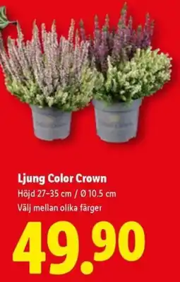 Lidl Ljung Color Crown erbjuda