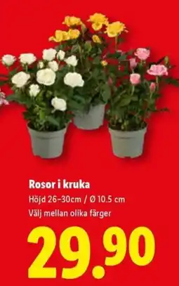 Lidl Rosor i kruka erbjuda