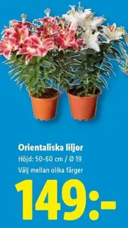 Lidl Orientaliska liljor erbjuda