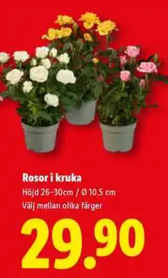 Lidl Rosor i kruka erbjuda