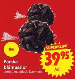 Nya Pulsen Färska blåmusslor erbjuda