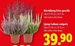 Lidl Klockljung Erica gracilis Ljung Calluna vulgaris erbjuda