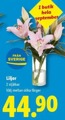 Lidl Liljor erbjuda