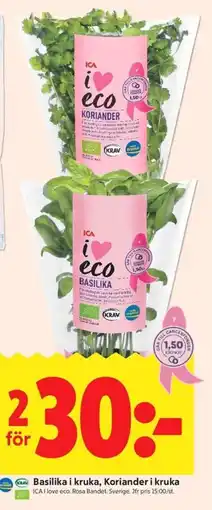 ICA Kvantum Ica i eco basilika i kruka, koriander i kruka erbjuda