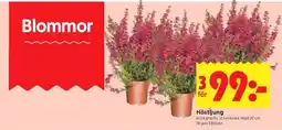 ICA Kvantum Blommor Höstljung erbjuda