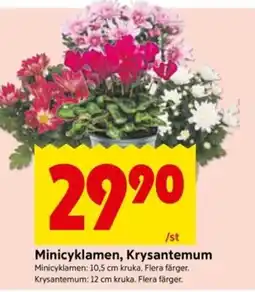 ICA Kvantum Minicyklamen, Krysantemum erbjuda