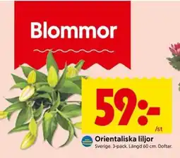 ICA Kvantum Blommor Orientaliska liljor erbjuda