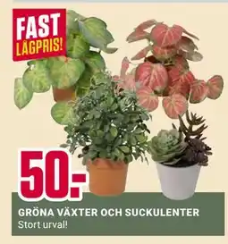ÖoB GRÖNA VÄXTER OCH SUCKULENTER erbjuda