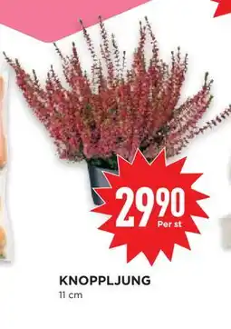 Willys Hemma KNOPPLJUNG erbjuda