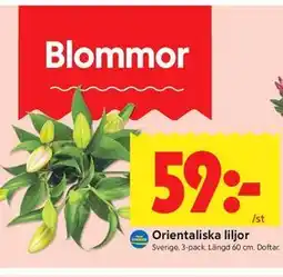 ICA Kvantum Orientaliska liljor erbjuda