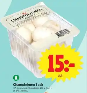 Champinjoner i ask