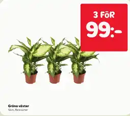 MatArket Gröna växter erbjuda