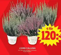 ICA Maxi Ica ljung calluna erbjuda