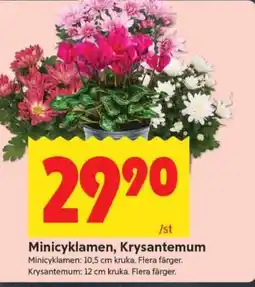 ICA Supermarket Minicyklamen, Krysantemum erbjuda