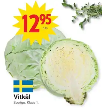 Vitkål