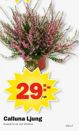 Pekås Calluna Ljung erbjuda