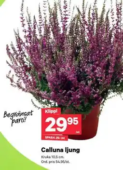 City Gross Calluna ljung erbjuda